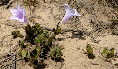 Ruellia pilosa