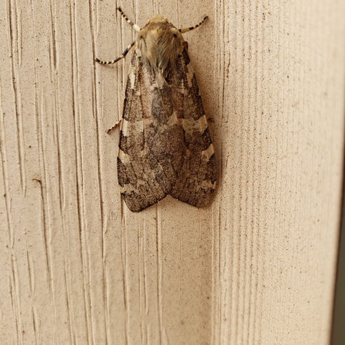 Freckled Glassy-wing photo 6