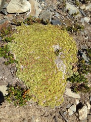 Azorelloideae