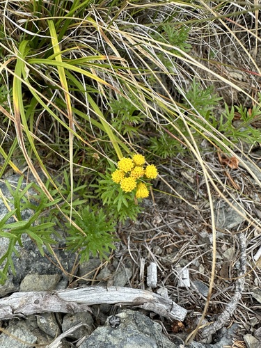 Ajania rupestris