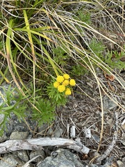 Ajania rupestris