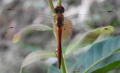 Pantala flavescens