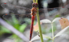 Pantala flavescens