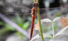 Pantala flavescens