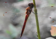 Pantala flavescens