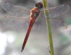 Pantala flavescens