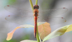 Pantala flavescens