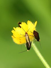 Micropterix calthella