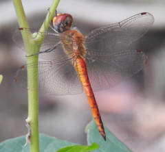 Pantala flavescens