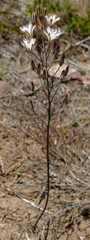 Eriospermum dielsianum