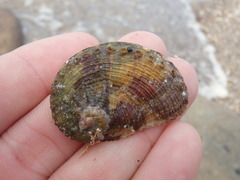 Haliotis coccoradiata