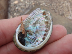 Haliotis coccoradiata