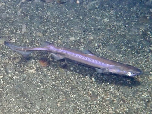 Velvet belly (Etmopterus spinax) — Etmopteridae