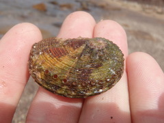 Haliotis coccoradiata