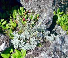 Artemisia lagocephala