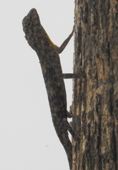 Draco timoriensis