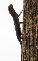 Draco timoriensis