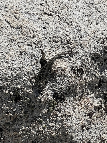 iNaturalist observation photo of Western Fence Lizard
