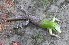 Lamprolepis smaragdina
