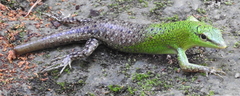 Lamprolepis smaragdina