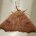 Azelina biplaga - Photo (c) Alan Melville, some rights reserved (CC BY-NC-ND), uploaded by Alan Melville