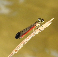 Rhinocypha pagenstecheri timorana