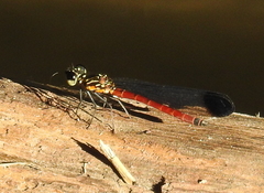 Rhinocypha pagenstecheri timorana