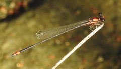 Nososticta impercepta