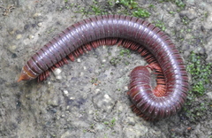 Harpagophoridae
