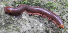Harpagophoridae