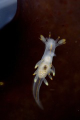 Ancula gibbosa