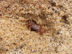 Cyclograpsus