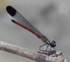 Rhinocypha pagenstecheri timorana
