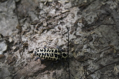 Plectrodera scalator