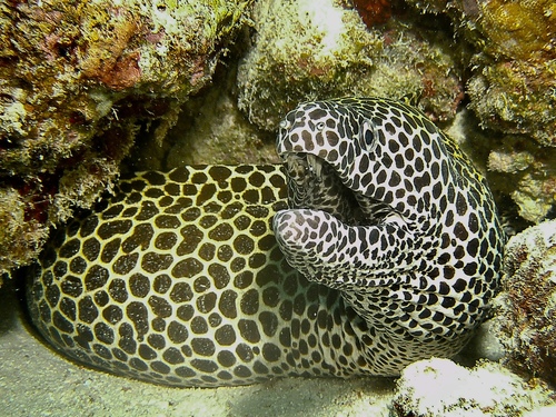 Honeycomb moray (Gymnothorax favagineus) — Muraenidae — 4