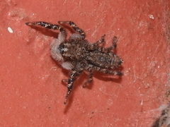Holcolaetis