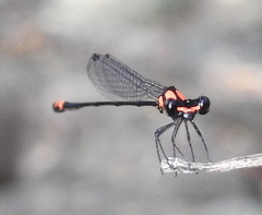 Nososticta impercepta