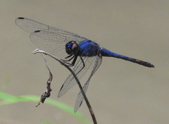 Trithemis festiva