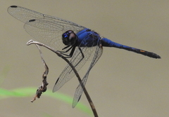 Trithemis festiva