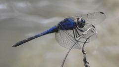 Trithemis festiva