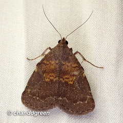 Hydrillodes abavalis