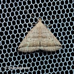 Lysimelia neleusalis