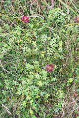 Acaena profundeincisa