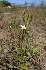 Adromischus caryophyllaceus