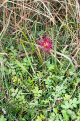 Acaena profundeincisa