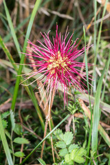 Acaena profundeincisa