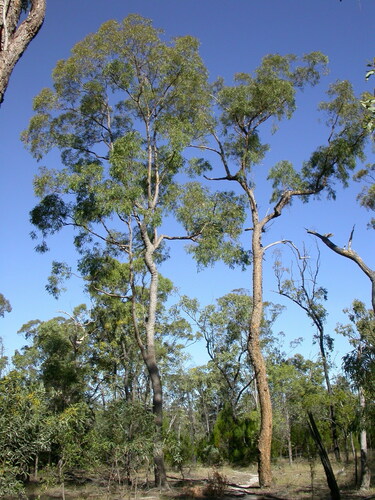 Corymbia trachyphloia (F.Muell.) K.D.Hill & L.A.S.Johnson