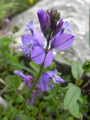 Polygala nicaeensis