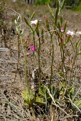 Adromischus caryophyllaceus
