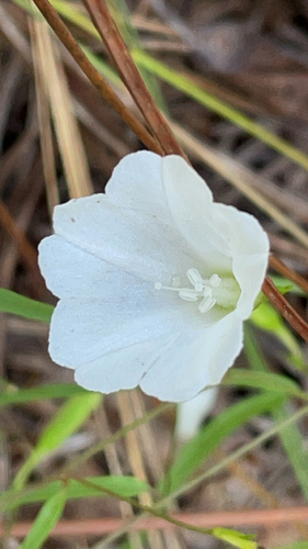 Image of Stylisma angustifolia by no rights reserved